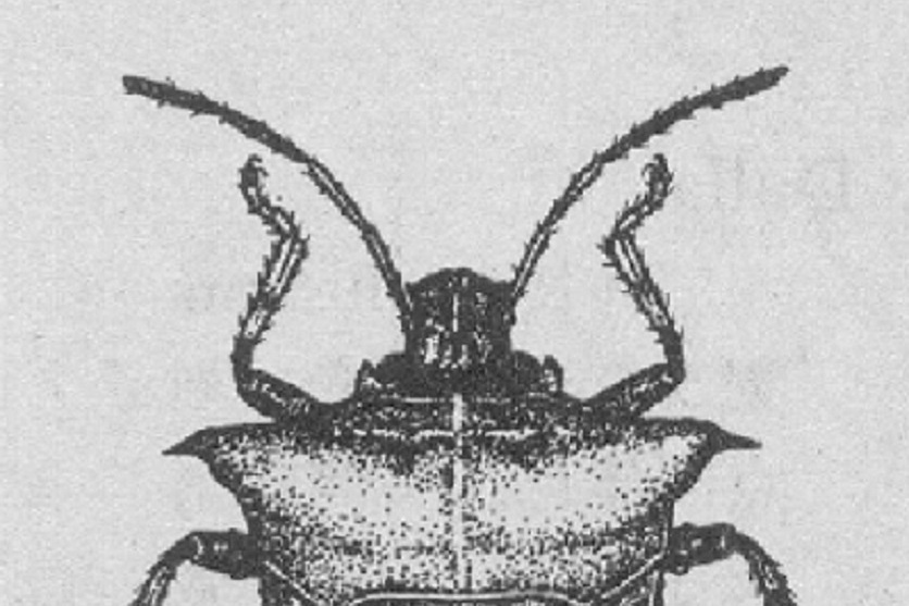 枝蝽 枝蝽