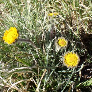 Hymenoxys brandegeei