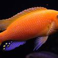 雪中紅魚 雪中紅魚