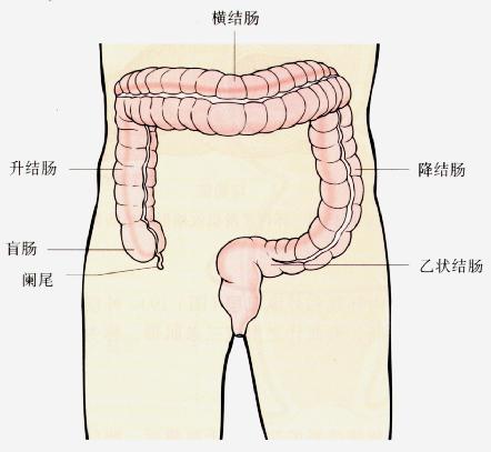 腸道結構