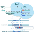 CRISPR-Cas9(crispr/cas9) CRISPR-Cas9(crispr/cas9)