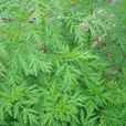 蒿屬植物