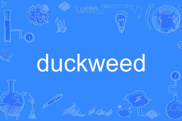 duckweed duckweed