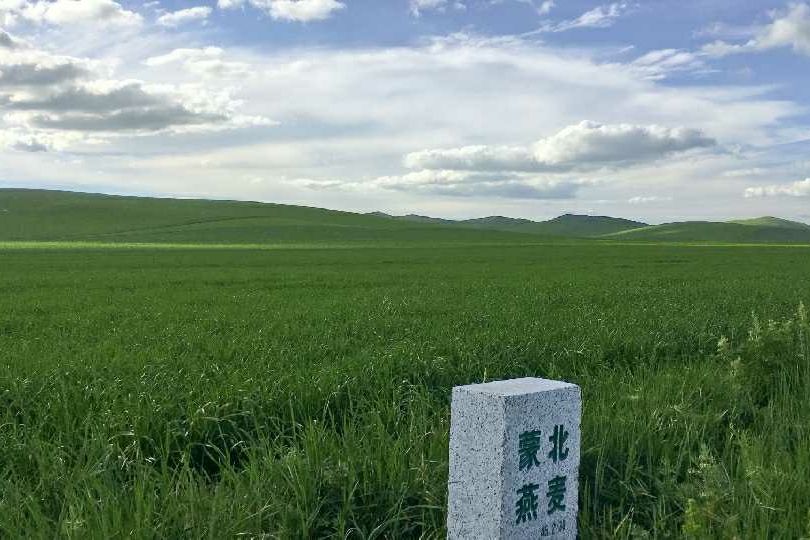 天然燕麥 天然燕麥