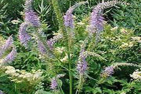 Veronicastrum virginicum \x27Apollo\x27 Veronicastrum virginicum \x27Apollo\x27