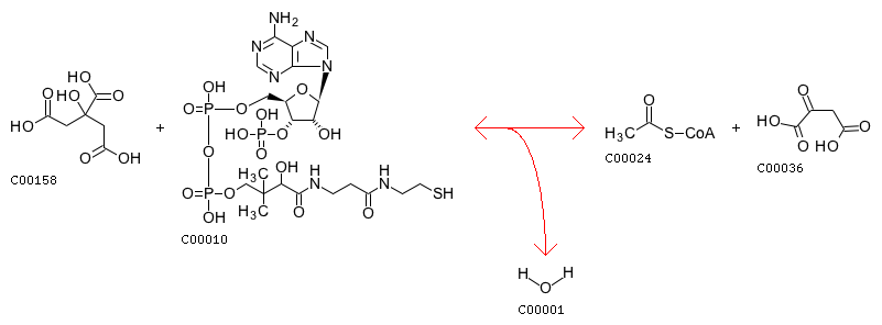 檸檬酸合酶
