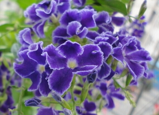 紫羅蘭種