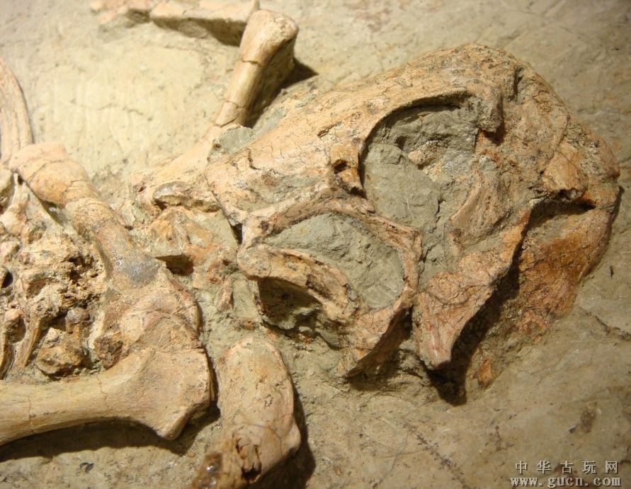 蒙古鸚鵡嘴龍化石