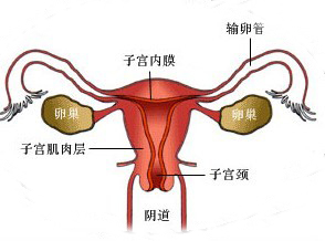 內分泌不孕