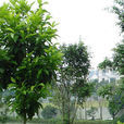 江蘇園林 江蘇園林
