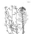 絲裂亞菊 絲裂亞菊