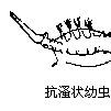 抗溞狀幼蟲 抗溞狀幼蟲