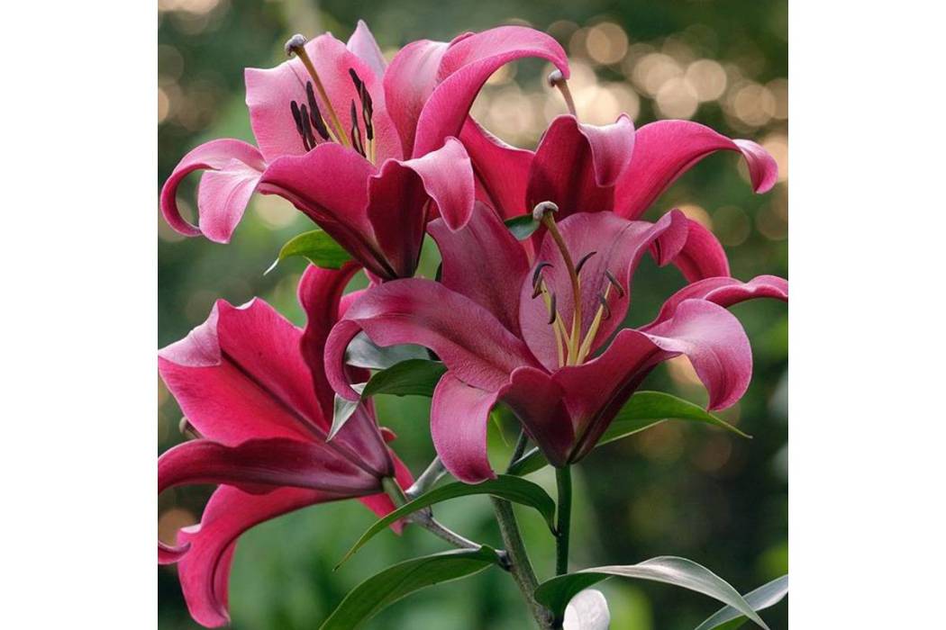 紅色宮殿 紅色宮殿