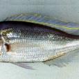 六齒金線魚(吊三) 六齒金線魚(吊三)