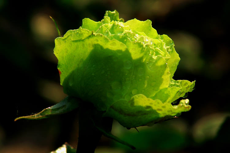 綠星(木蘭屬紫玉蘭的芽變品種)