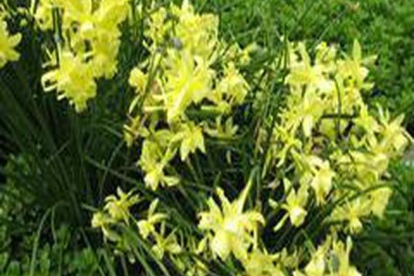 Narcissus triandrus Narcissus triandrus