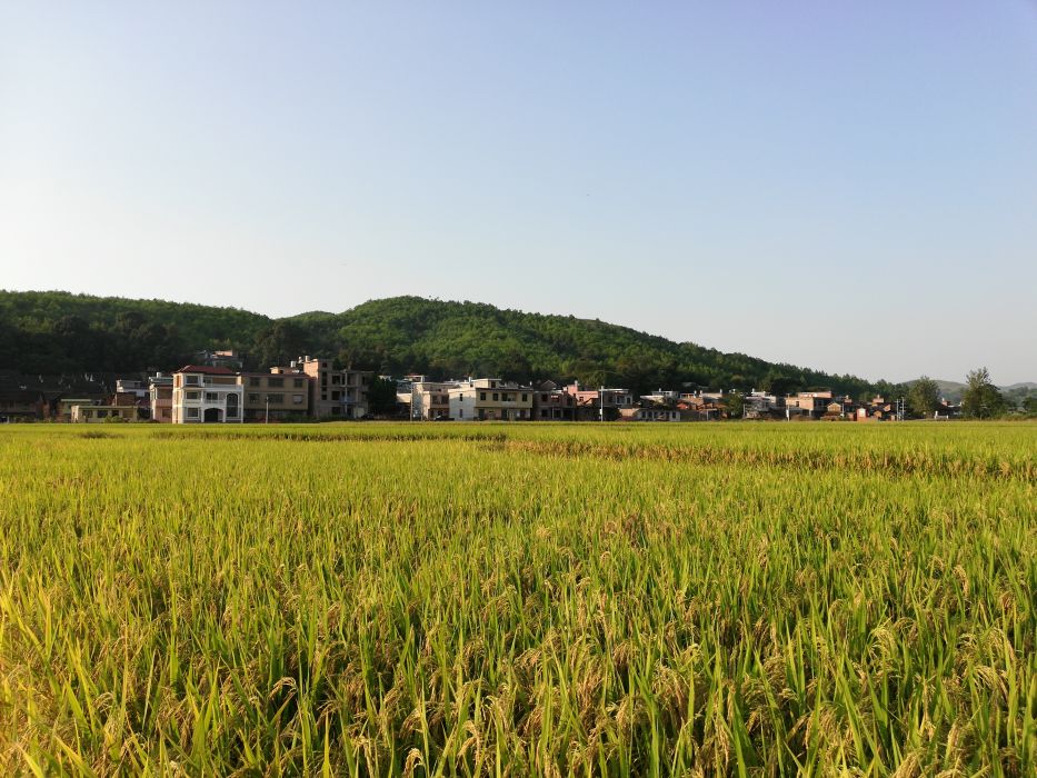 禾蒼村 禾蒼村