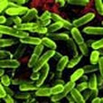 Pseudomonas Pseudomonas