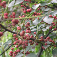 涉縣花椒 涉縣花椒