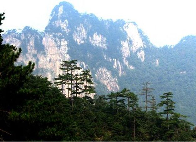 大明松 大明松