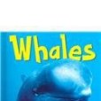 Whales(2005年Capstone Pr Inc出版的圖書) Whales(2005年Capstone Pr Inc出版的圖書)