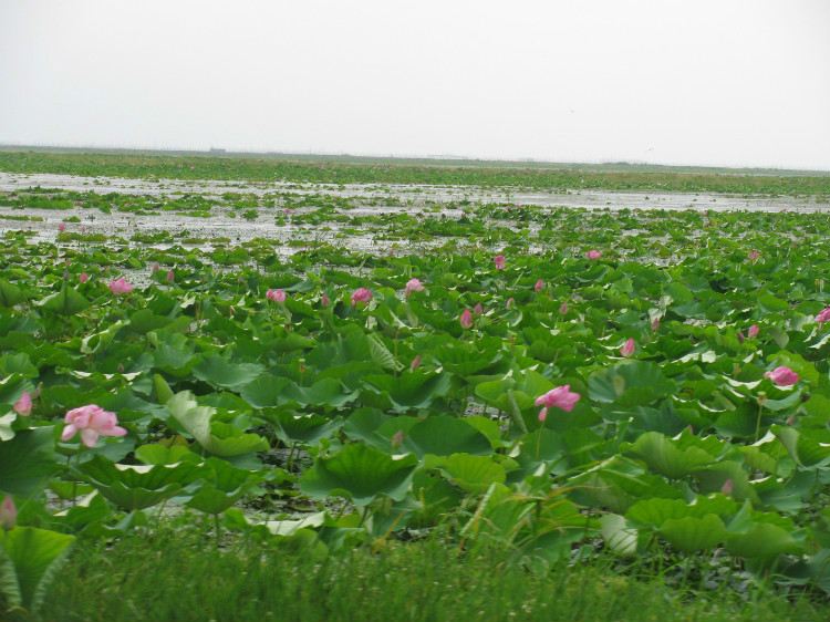 洪湖濕地國家級自然保護區