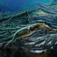狼鰭魚