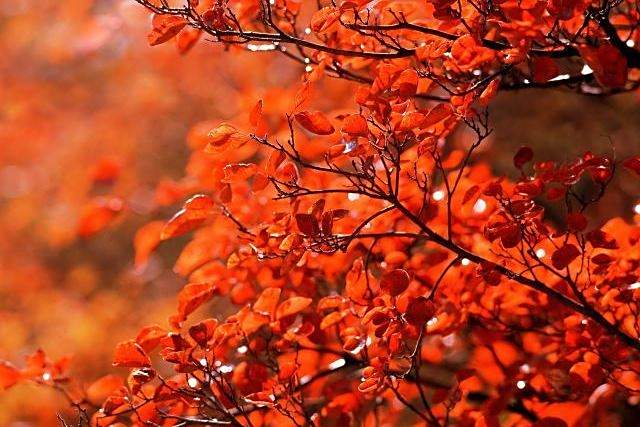 鴿舞紅葉