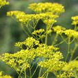 黃花敗醬 黃花敗醬