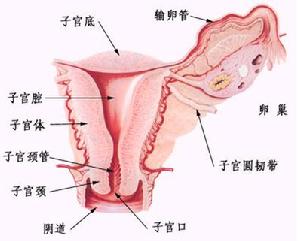 輸女性生殖結構圖