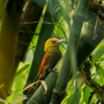 竹啄木鳥