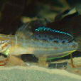 蝦虎魚科 蝦虎魚科