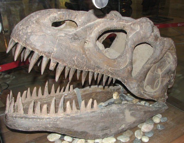 異特龍頭骨化石