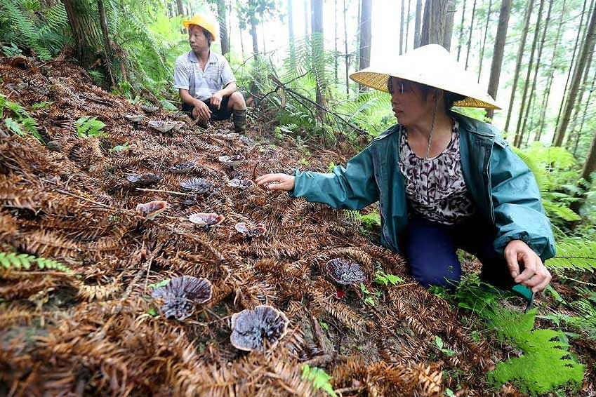 融水靈芝 融水靈芝