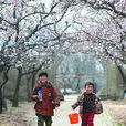 李集村(安徽亳州市譙城區牛集鎮下轄村) 李集村(安徽亳州市譙城區牛集鎮下轄村)