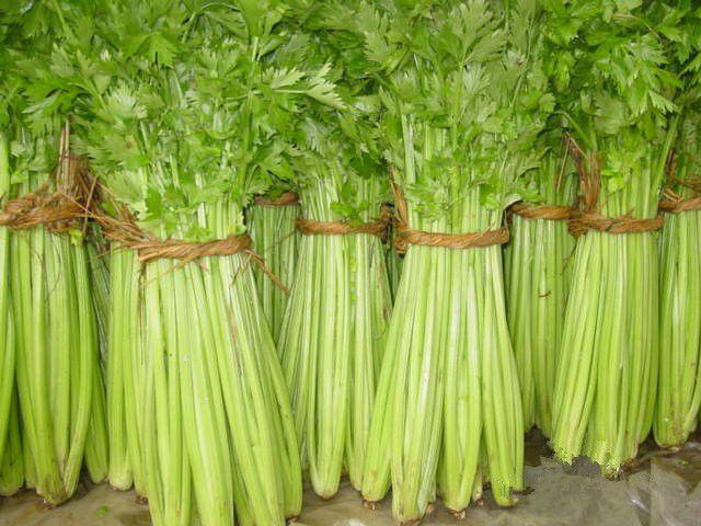 新泰芹菜 新泰芹菜