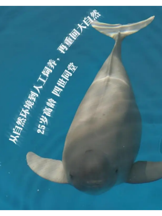 阿寶(江豚) 阿寶(江豚)
