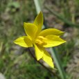 少花頂冰花 少花頂冰花