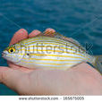 Yellow porgy Yellow porgy
