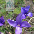 大花扁蕾 大花扁蕾