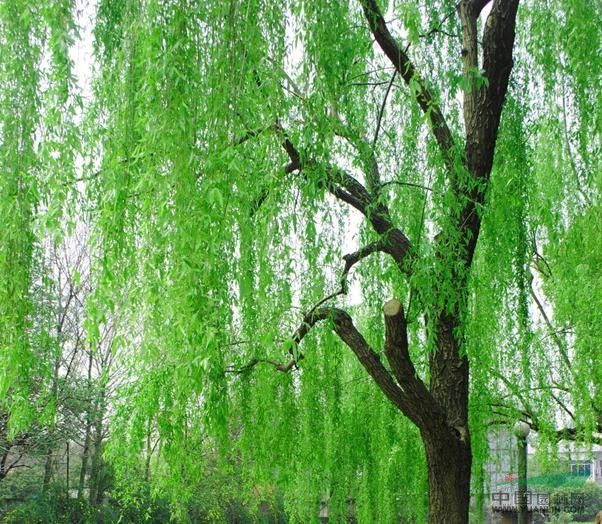 線葉柳 線葉柳
