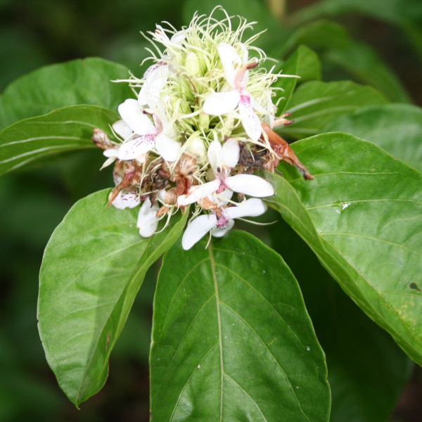 Ruttya ovata