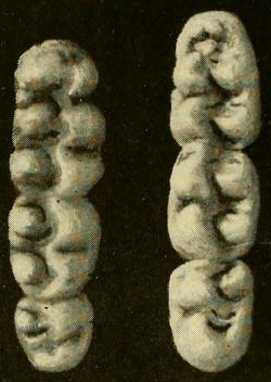 稻大鼠的上臼齒（左）及下臼齒（右）