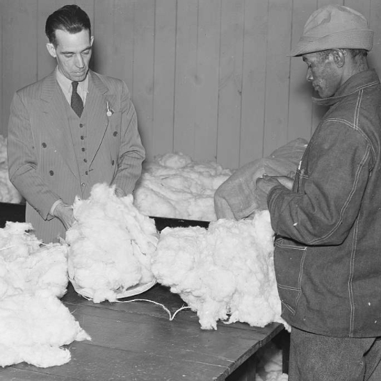 美國棉花有多“黑”？ | 地球知識局