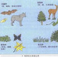 關鍵種