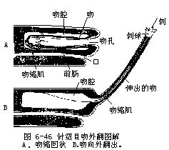 紐蟲的吻部