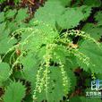 痒痒草 痒痒草