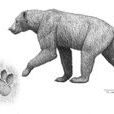郊熊(郊熊(Agriotherium)) 郊熊(郊熊(Agriotherium))