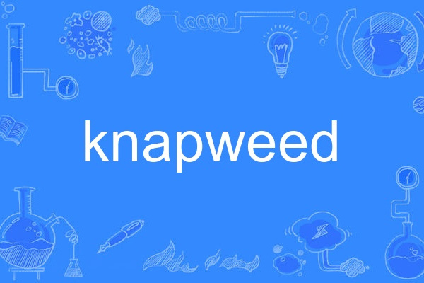 knapweed knapweed