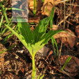 掌葉堇菜 掌葉堇菜